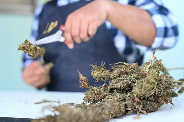 Les fleurs de chanvre : quels avantages pour votre bien-être ?