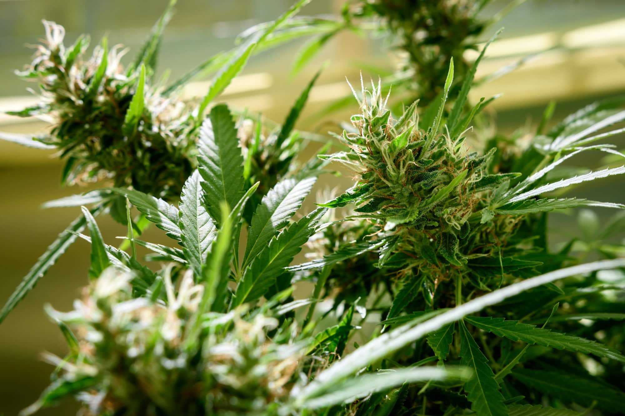 Trichomes : outils et conseils pour mieux les observer